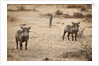 Young Warthogs by Anonymous
