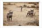 Young Warthogs by Anonymous