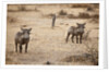Young Warthogs by Anonymous