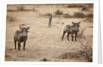 Young Warthogs by Anonymous