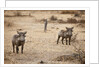 Young Warthogs by Anonymous
