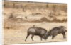 Young Warthogs Sparring by Anonymous
