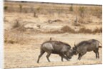 Young Warthogs Sparring by Anonymous