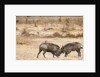 Young Warthogs Sparring by Anonymous