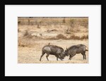 Young Warthogs Sparring by Anonymous