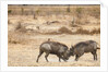 Young Warthogs Sparring by Anonymous