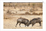 Young Warthogs Sparring by Anonymous