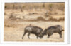 Young Warthogs Sparring by Anonymous