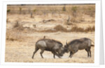 Young Warthogs Sparring by Anonymous