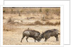 Young Warthogs Sparring by Anonymous