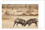 Young Warthogs Sparring by Anonymous