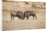 Young Warthogs Sparring by Anonymous