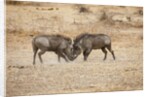 Young Warthogs Sparring by Anonymous