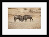 Young Warthogs Sparring by Anonymous