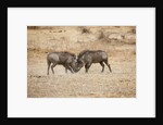 Young Warthogs Sparring by Anonymous