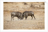 Young Warthogs Sparring by Anonymous