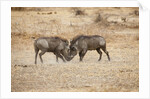 Young Warthogs Sparring by Anonymous
