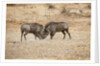 Young Warthogs Sparring by Anonymous
