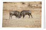Young Warthogs Sparring by Anonymous