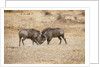 Young Warthogs Sparring by Anonymous