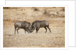 Young Warthogs Sparring by Anonymous