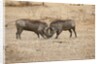 Young Warthogs Sparring by Anonymous