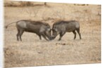 Young Warthogs Sparring by Anonymous