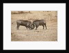 Young Warthogs Sparring by Anonymous