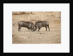 Young Warthogs Sparring by Anonymous
