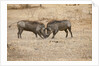 Young Warthogs Sparring by Anonymous