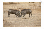 Young Warthogs Sparring by Anonymous