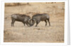 Young Warthogs Sparring by Anonymous