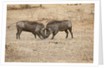 Young Warthogs Sparring by Anonymous