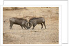 Young Warthogs Sparring by Anonymous