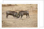 Young Warthogs Sparring by Anonymous