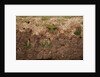 White-fronted Bee Eaters by Anonymous