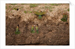 White-fronted Bee Eaters by Anonymous