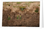 White-fronted Bee Eaters by Anonymous
