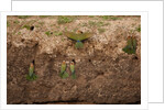 White-fronted Bee Eaters by Anonymous