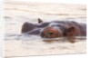 Hippopotamus by Anonymous