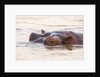 Hippopotamus by Anonymous