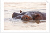 Hippopotamus by Anonymous