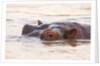 Hippopotamus by Anonymous