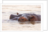 Hippopotamus by Anonymous