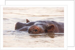 Hippopotamus by Anonymous