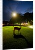 White-Taiiled Deer, Skyline Drive, Shenandoah National Park, Virginia by Anonymous