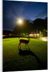 White-Taiiled Deer, Skyline Drive, Shenandoah National Park, Virginia by Anonymous