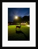 White-Taiiled Deer, Skyline Drive, Shenandoah National Park, Virginia by Anonymous