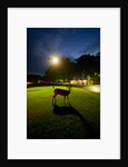 White-Taiiled Deer, Skyline Drive, Shenandoah National Park, Virginia by Anonymous