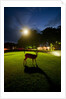 White-Taiiled Deer, Skyline Drive, Shenandoah National Park, Virginia by Anonymous